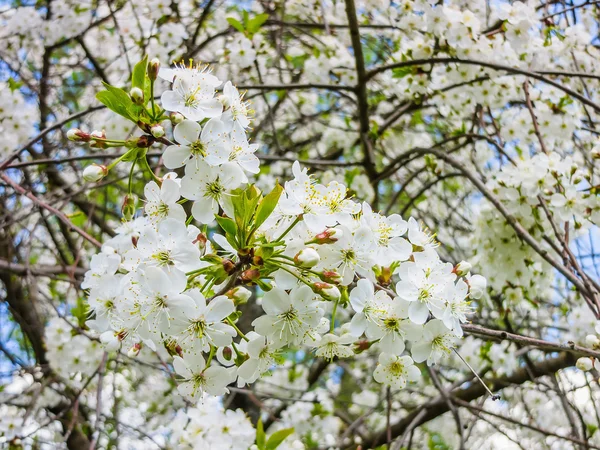 Fågel cherry blossoms vårdag — Stockfoto
