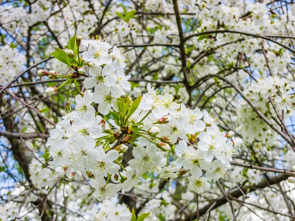 Bird cherry blossoms spring day