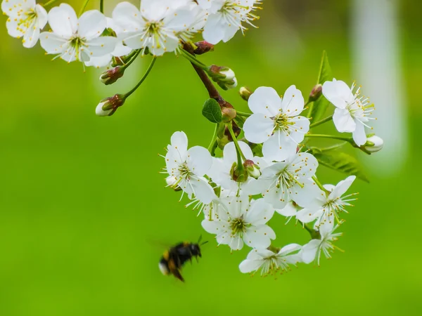 Bumblebee on cherries — Stock Photo, Image