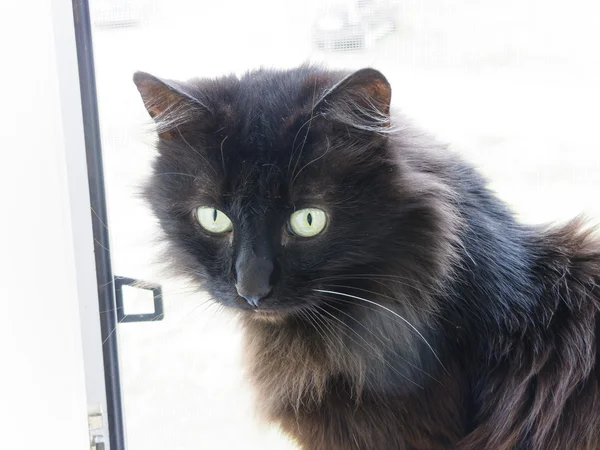 Μαύρη γάτα σε ένα windowsill — Φωτογραφία Αρχείου