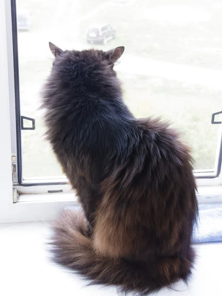 Gato preto em um peitoril da janela — Fotografia de Stock