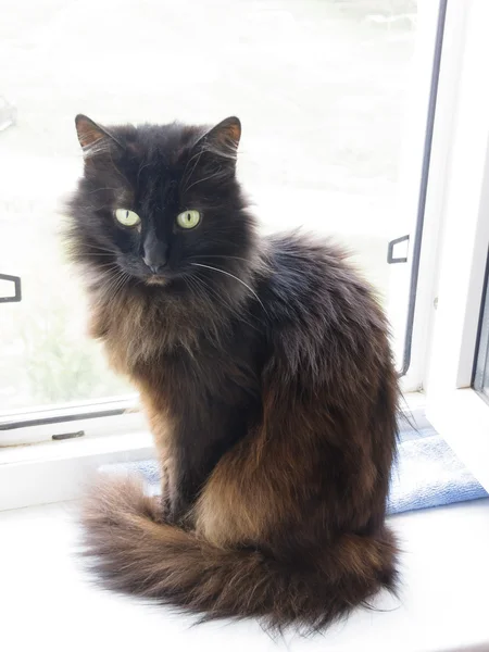 Chat noir sur un rebord de fenêtre — Photo