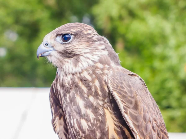 Un uccello falco con la testa girata pronto a volare . — Foto Stock