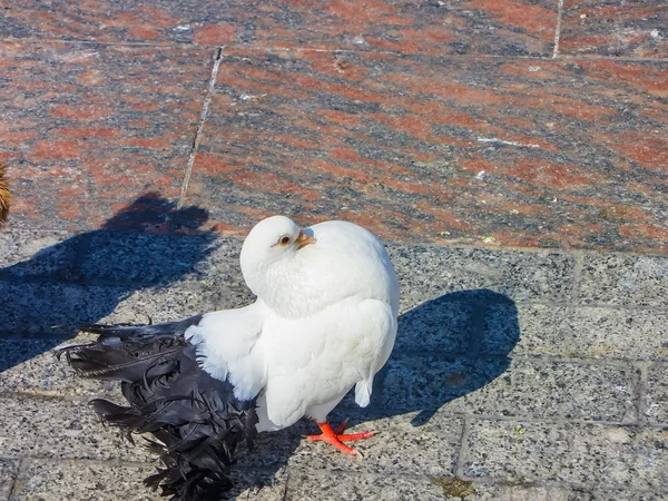 Branco fantail pombo de perto — Fotografia de Stock