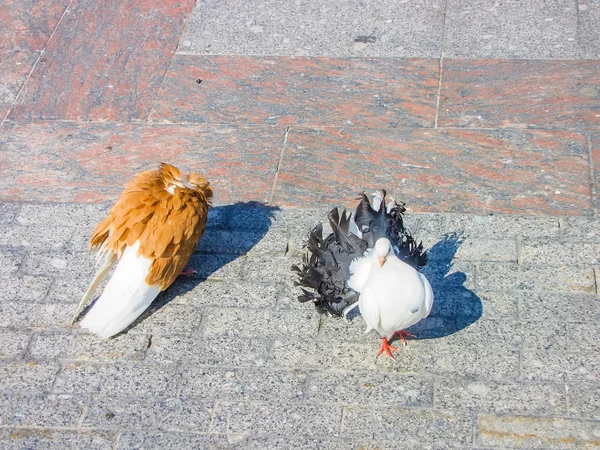 Hnědá holubice, péče o bílá holubice — Stock fotografie