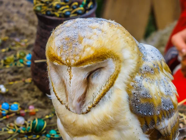 Schleiereule Nahaufnahme eines gefangenen Vogels — Stockfoto