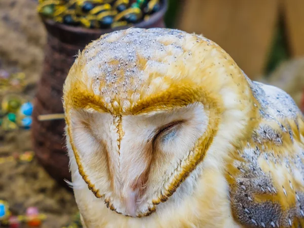 Schleiereule Nahaufnahme eines gefangenen Vogels — Stockfoto