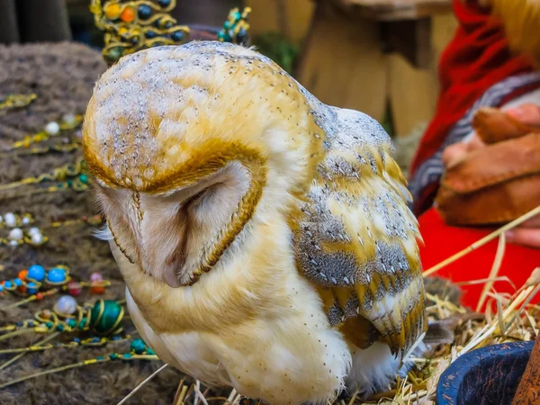 Schleiereule Nahaufnahme eines gefangenen Vogels — Stockfoto