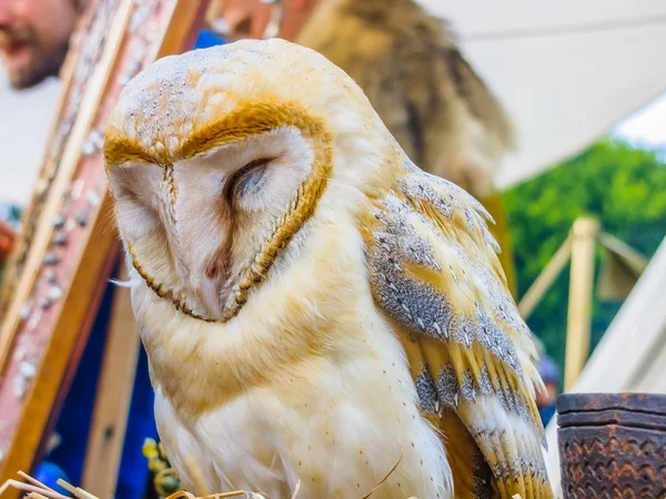 Schleiereule Nahaufnahme eines gefangenen Vogels — Stockfoto