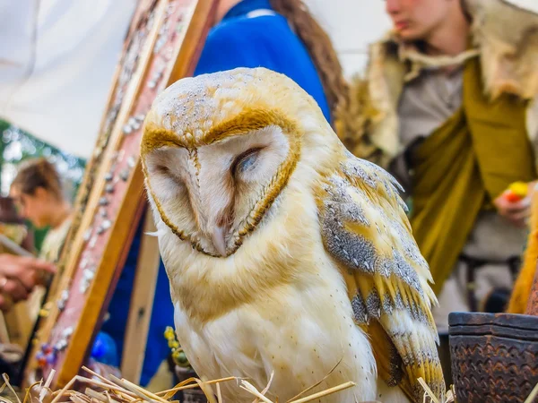 Schleiereule Nahaufnahme eines gefangenen Vogels — Stockfoto