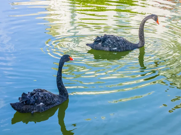 Två vackra svarta svanar simmar i dammen — Stockfoto