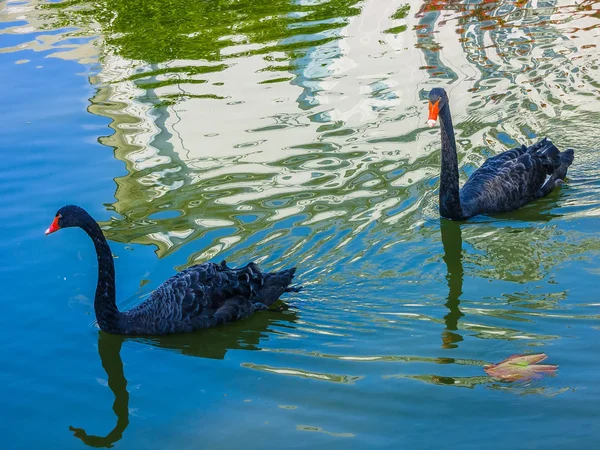 Två vackra svarta svanar simmar i dammen — Stockfoto