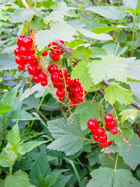 Redcurrants bir bahçe — Stok fotoğraf