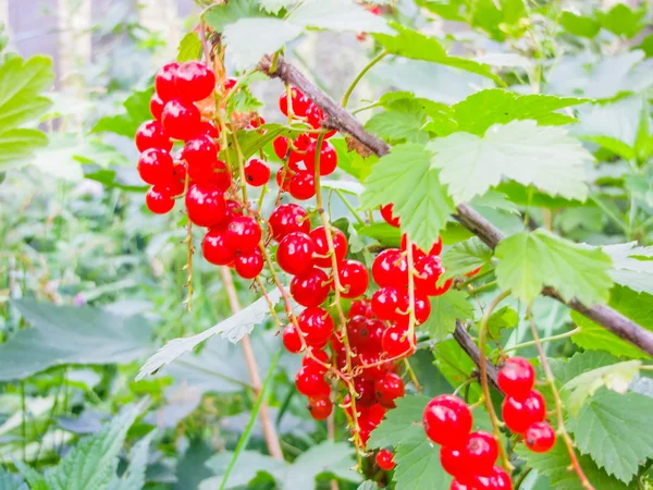 Röda vinbär i en trädgård — Stockfoto