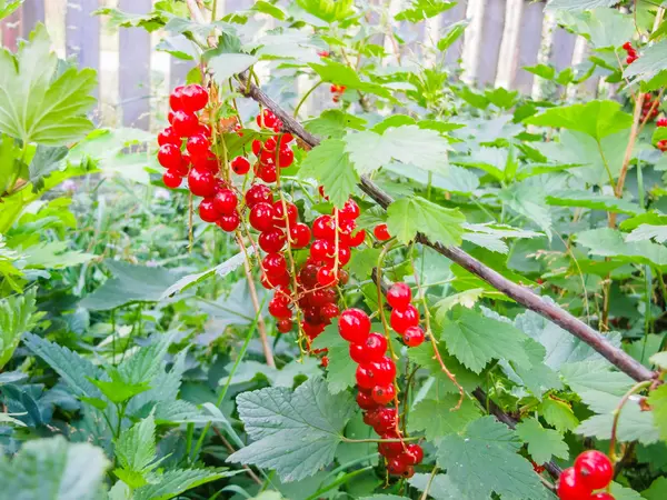 Röda vinbär i en trädgård — Stockfoto