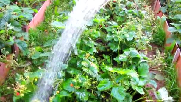 Watered from a watering garden — Stock Video