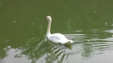 Beyaz Kuğu close-up. Bir su birikintisi içinde yüzmeye Kuğu