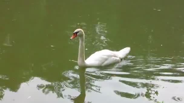 Närbild av vit svan. Svanen simmar i en damm — Stockvideo