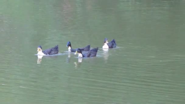 Утка и ее одуванчики на озере — стоковое видео