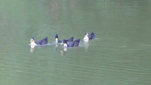 Eend en haar kuikens op het meer — Stockvideo