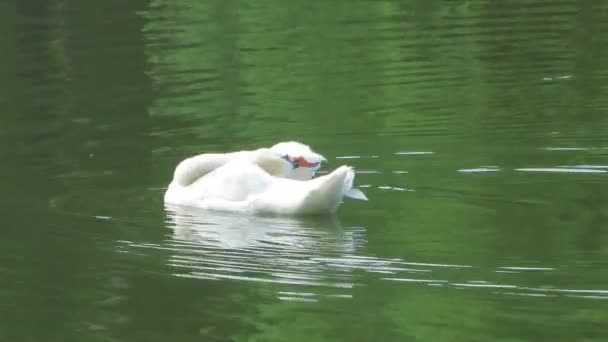 Primer plano del cisne blanco. Cisne nadando en un estanque — Vídeos de Stock