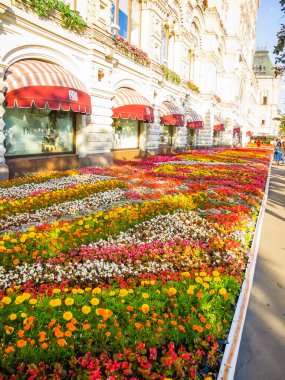 Sakız Moskova yakınındaki çiçek Festivali