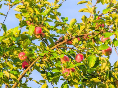Elma yaz aylarında dal