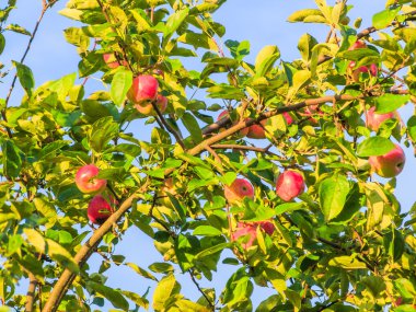 Elma yaz aylarında dal