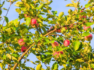 Elma yaz aylarında dal