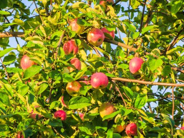 Elma yaz aylarında dal