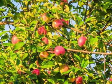 Elma yaz aylarında dal