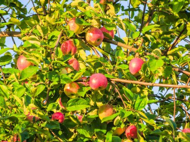 Elma yaz aylarında dal