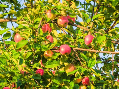 Elma yaz aylarında dal
