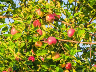 Elma yaz aylarında dal