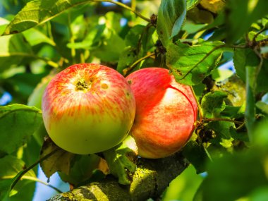 Elma yaz aylarında dal