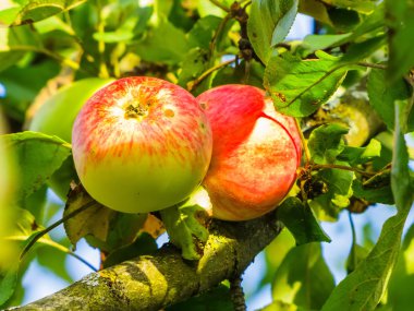 Elma yaz aylarında dal