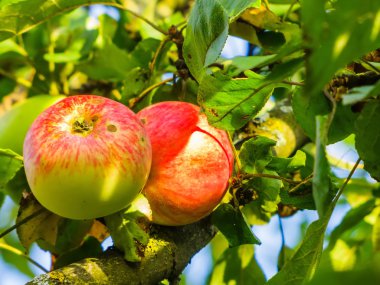 Elma yaz aylarında dal