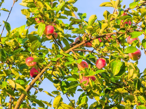 Las manzanas sobre la rama en verano — Foto de Stock