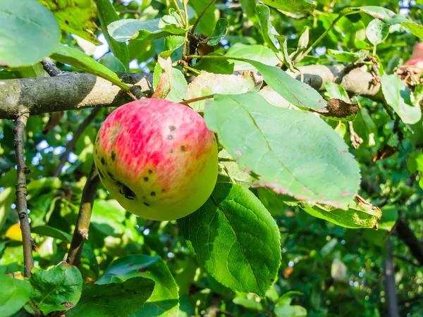 Μήλο σε ένα υποκατάστημα το καλοκαίρι — Φωτογραφία Αρχείου
