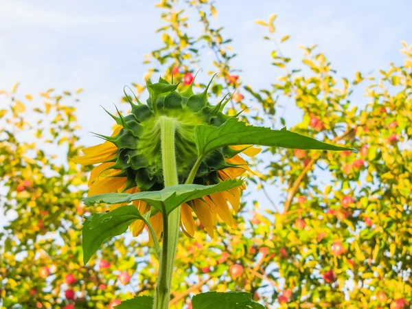 Growing Sunflower in summer — Stock Photo, Image