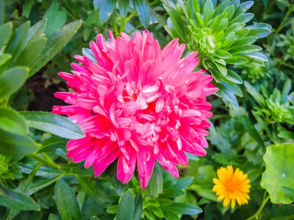 여름에는 정원에서과 꽃 — 스톡 사진