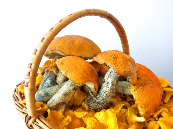 Basket of mushrooms — Stock Photo, Image