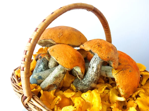 Basket of mushrooms — Stock Photo, Image