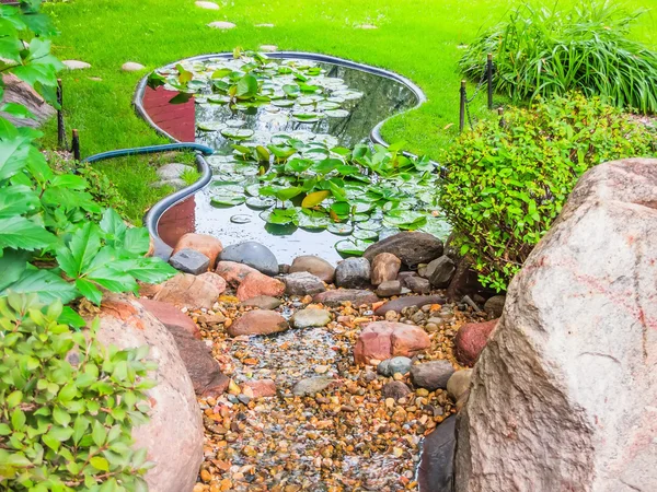 Lily in a pond Stock Image