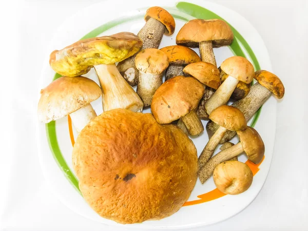 Свіжі лісові їстівні гриби на білому тлі . — стокове фото