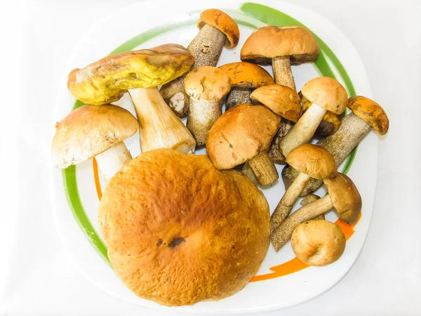 Fresh forest edible mushrooms on a white background. — Stock Photo, Image