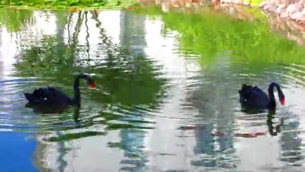 Два черных лебедя. Лебеди плавают в озере . — стоковое видео