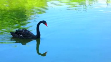 The black swan floats in a pond