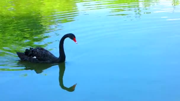 El cisne negro flota en un estanque — Vídeos de Stock