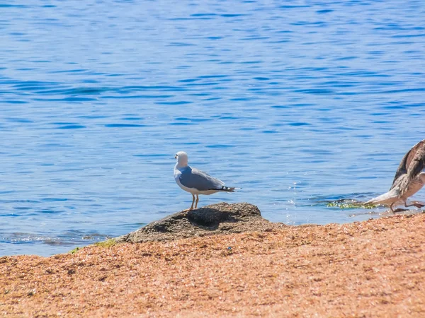 Seagull on the beach — Stock Photo, Image